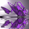 Purple butterfly 198595